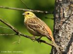Yellowhammer (Emberiza citrinella)