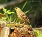 Yellowhammer (Emberiza citrinella)