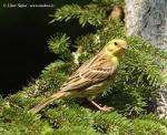 Yellowhammer (Emberiza citrinella)