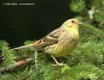 Yellowhammer (Emberiza citrinella)