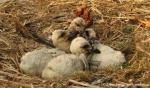 Biodiversity protection (Biodiversity protection)