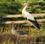Biodiversity protection (Biodiversity protection)