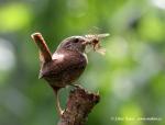 Wren (Troglodytes troglodytes)