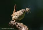 Wren (Troglodytes troglodytes)