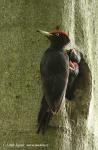Black Woodpecker (Dryocopus martius)
