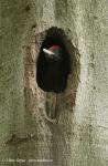 Black Woodpecker (Dryocopus martius)