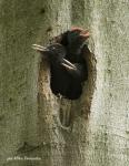 Black Woodpecker (Dryocopus martius)