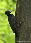 Black Woodpecker (Dryocopus martius)