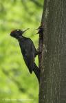 Black Woodpecker (Dryocopus martius)