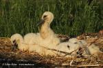 Biodiversity protection (Biodiversity protection)