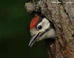 Greater Spotted Woodpecker (Dendrocopos major)