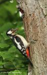 Greater Spotted Woodpecker (Dendrocopos major)