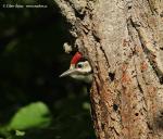 Greater Spotted Woodpecker (Dendrocopos major)
