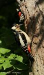 Greater Spotted Woodpecker (Dendrocopos major)