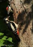Greater Spotted Woodpecker (Dendrocopos major)
