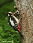 Greater Spotted Woodpecker (Dendrocopos major)