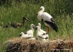 Biodiversity protection (Biodiversity protection)