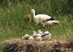 Biodiversity protection (Biodiversity protection)