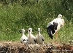 Biodiversity protection (Biodiversity protection)