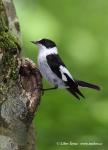 Collared Flycatcher (Ficedula albicollis)