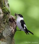 Collared Flycatcher (Ficedula albicollis)