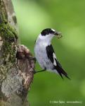 Collared Flycatcher (Ficedula albicollis)