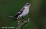 Collared Flycatcher (Ficedula albicollis)