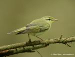 Wood Warbler (Phylloscopus sibilatrix)