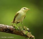 Wood Warbler (Phylloscopus sibilatrix)