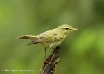 Wood Warbler (Phylloscopus sibilatrix)