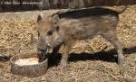 Receiving and release of animals  (Receiving and release of animals )