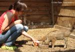 Receiving and release of animals  (Receiving and release of animals )