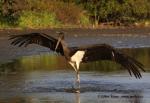 Black Stork (Ciconia nigra)