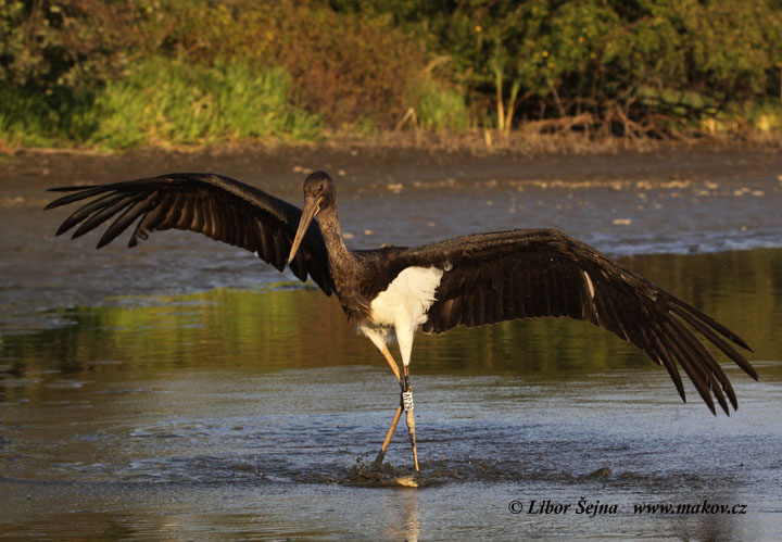 Black Stork (Ciconia nigra)
