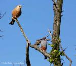 Red-footed Falcon (Falco vespertinus)