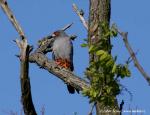 Red-footed Falcon (Falco vespertinus)