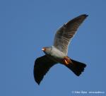 Red-footed Falcon (Falco vespertinus)