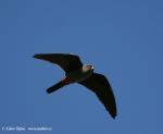 Red-footed Falcon (Falco vespertinus)