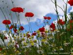 Papaver rhoeas (Papaver rhoeas)