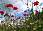 Papaver rhoeas (Papaver rhoeas)