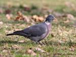 Wood Pigeon (Columba palumbus)