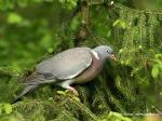Wood Pigeon (Columba palumbus)
