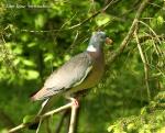 Wood Pigeon (Columba palumbus)