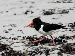 Oystercatcher (Haematopus ostralegus)