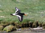 Oystercatcher (Haematopus ostralegus)