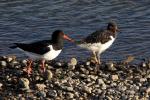 Oystercatcher (Haematopus ostralegus)