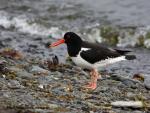 Oystercatcher (Haematopus ostralegus)