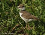 Little Ringed Plover (Charadrius dubinus)
