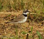 Little Ringed Plover (Charadrius dubinus)