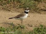 Little Ringed Plover (Charadrius dubinus)
